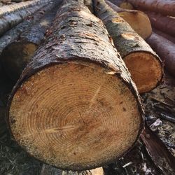 Close-up of logs