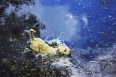View of swimming in water