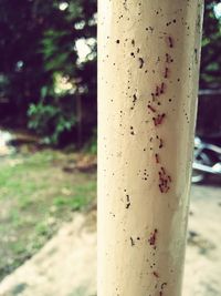 Close-up of tree trunk