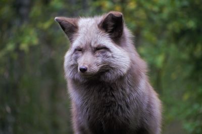 Close-up of dog looking away