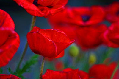 Close-up of red flower