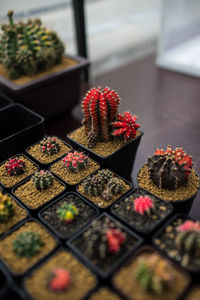 High angle view of potted plant