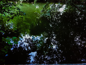 Low angle view of trees by lake in forest