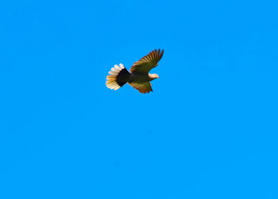 Low angle view of bird flying against clear blue sky