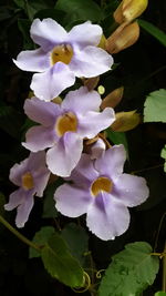 Close-up of purple flowers blooming in park