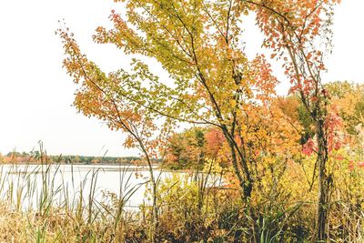 Trees by lake against clear sky during autumn