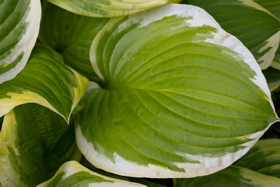 Close-up of fresh green leaves in water