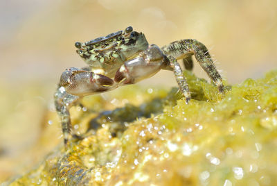 Close-up of turtle in water