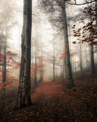 Trees in forest during autumn