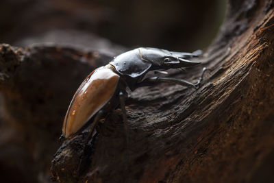 Close-up of crab on tree trunk