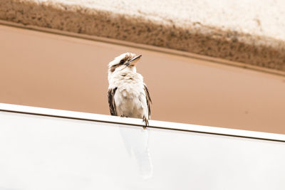 Close-up of bird perching on wall