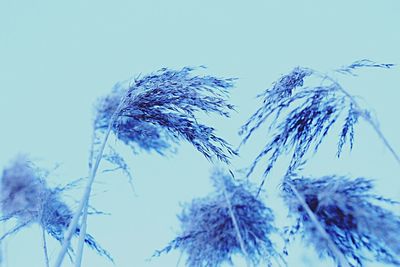 Close-up of frozen plant against blue sky