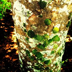 Close-up of moss on tree trunk