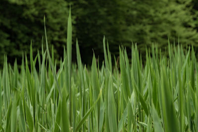 Close-up of fresh green grass in field