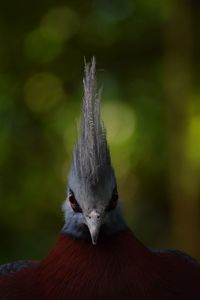 Close-up portrait of bird