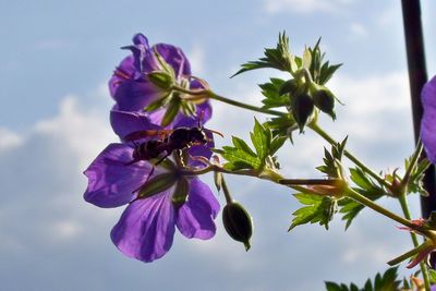 Low angle view of pink flowers blooming against sky