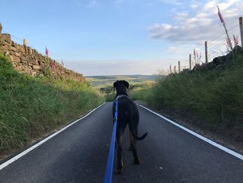 Rear view of man walking on road against sky