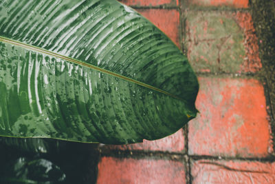 Close-up of wet leaves