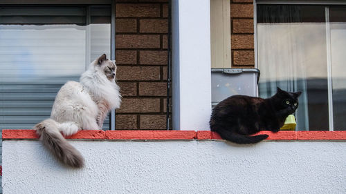 Cat sitting outdoors