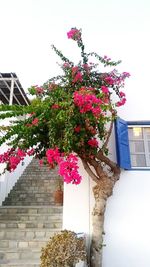 Low angle view of pink flowers on tree