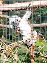 Monkey in cage