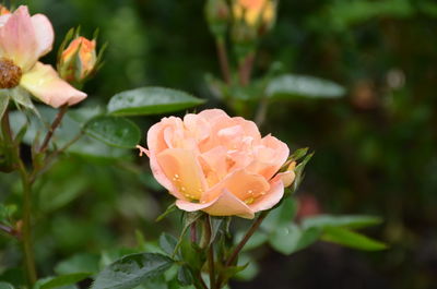 Close-up of pink rose blooming outdoors