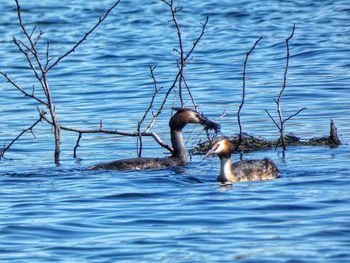 View of ducks swimming in lake