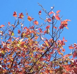 Low angle view of tree against clear blue sky