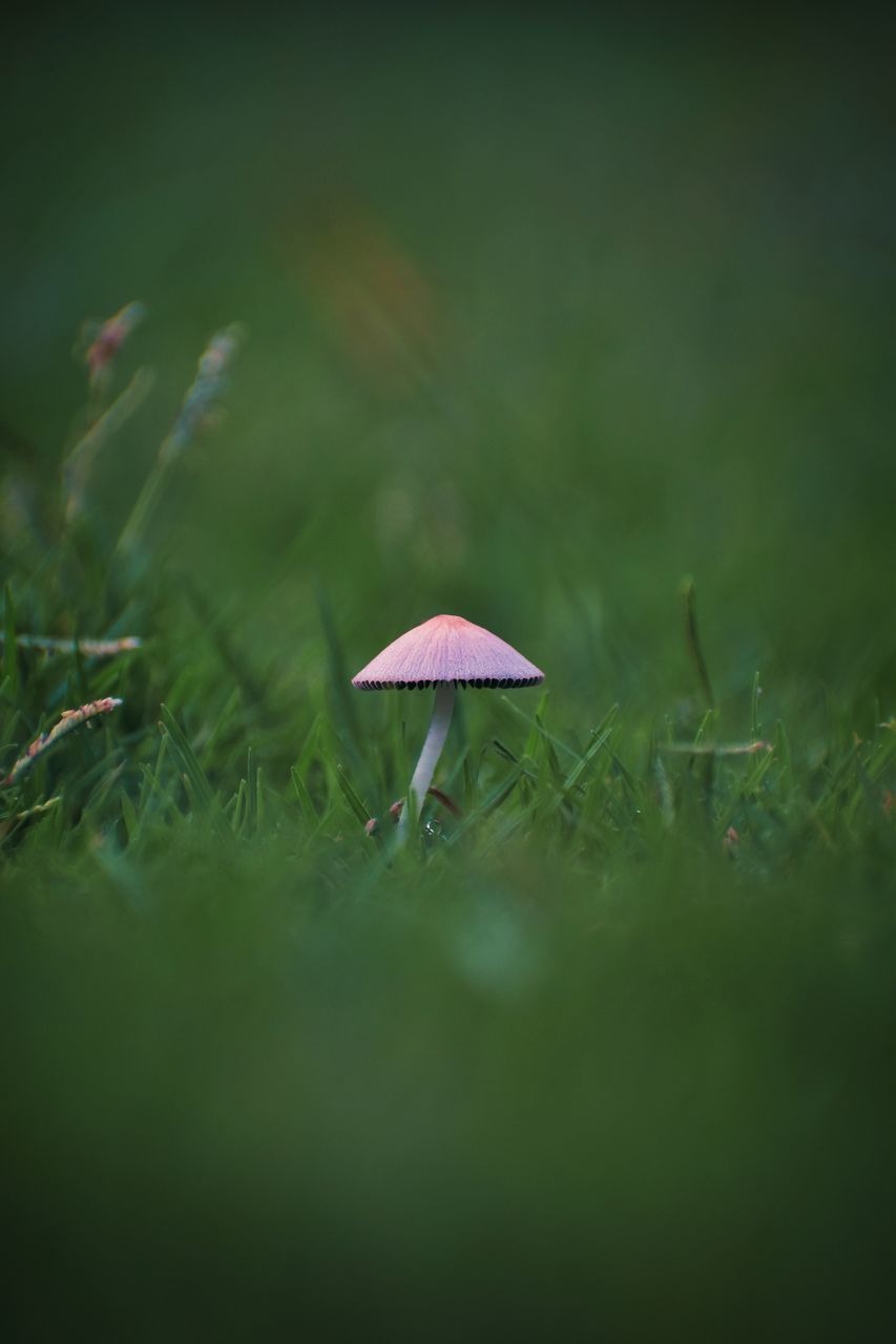 green, nature, plant, mushroom, fungus, grass, leaf, vegetable, macro photography, growth, flower, beauty in nature, land, close-up, selective focus, food, no people, forest, freshness, sunlight, outdoors, fragility, day, field, natural environment, tree, wet, meadow