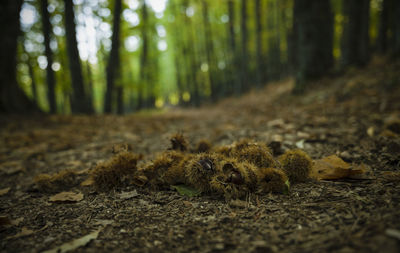 Closeup of chestnut fruit on ground in forest, in el tiemblo, avila, castilla y leon, spain