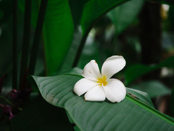 Close-up of white flowering plant