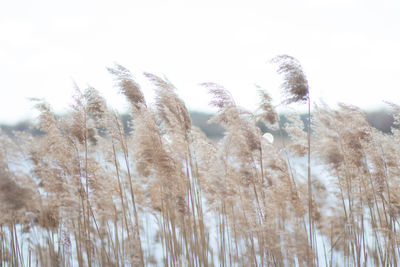 Close-up of stalks in field against clear sky