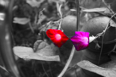 Close-up of red rose