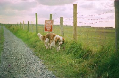 View of a sheep on landscape
