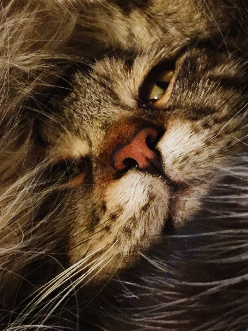 CLOSE-UP PORTRAIT OF TABBY
