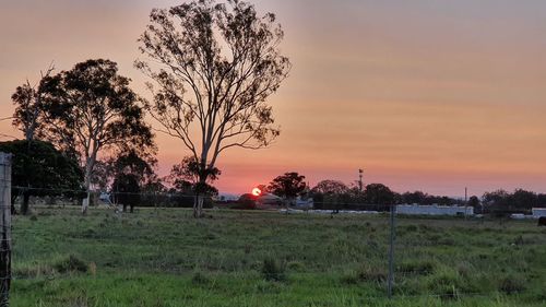 Trees on field against sky during sunset