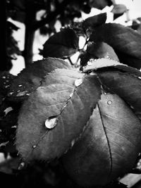 Close-up of water drops on leaves