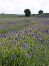 Purple flowering plants on field against sky