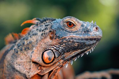 Close-up of iguana 