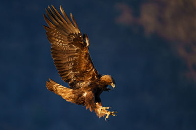 Close-up of golden eagle flying against sky