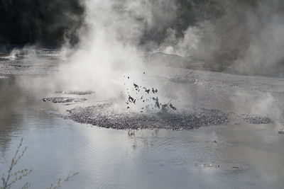 Birds in a lake