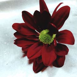 Close-up of red flowers