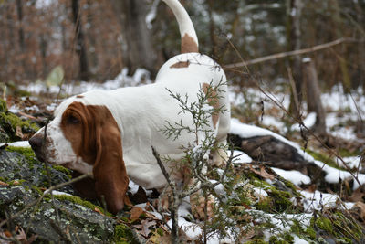 View of dog on snow covered land