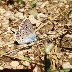 High angle view of butterfly on leaf