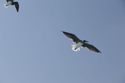 Low angle view of seagull flying in sky