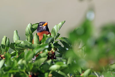 Close-up of plant