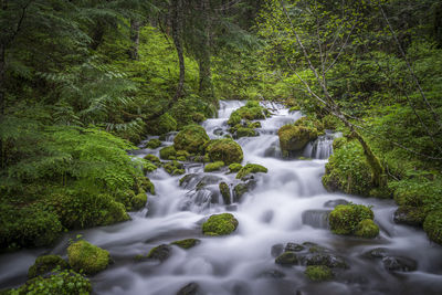 Stream flowing through rocks in forest