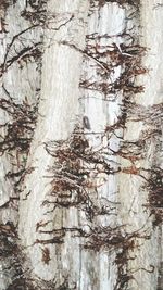 Close-up of tree trunk in forest