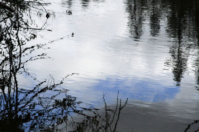 Reflection of tree in lake