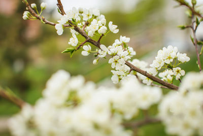 Close-up of white cherry blossom tree